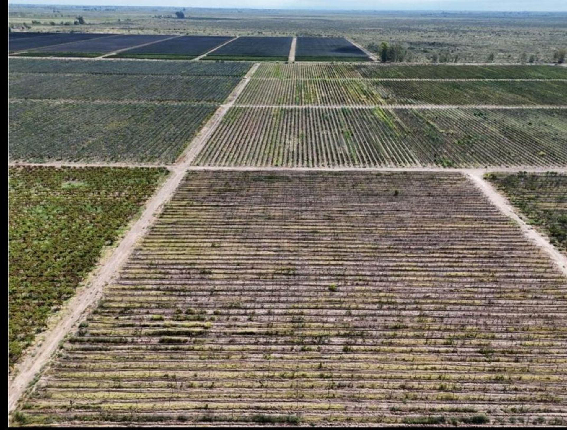Campo en Venta en Santa Rosa, Mendoza