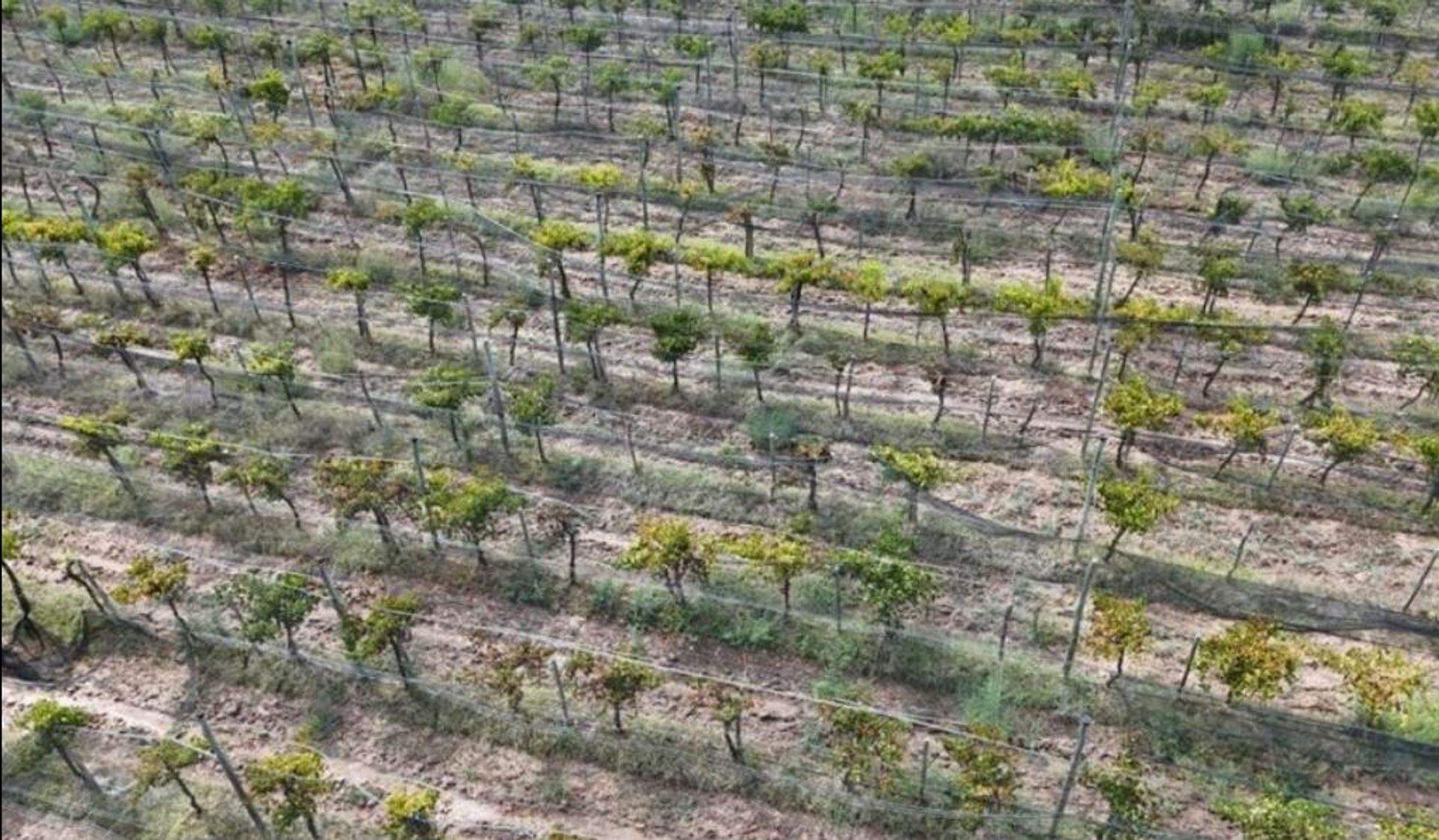 Campo en Venta en Santa Rosa, Mendoza