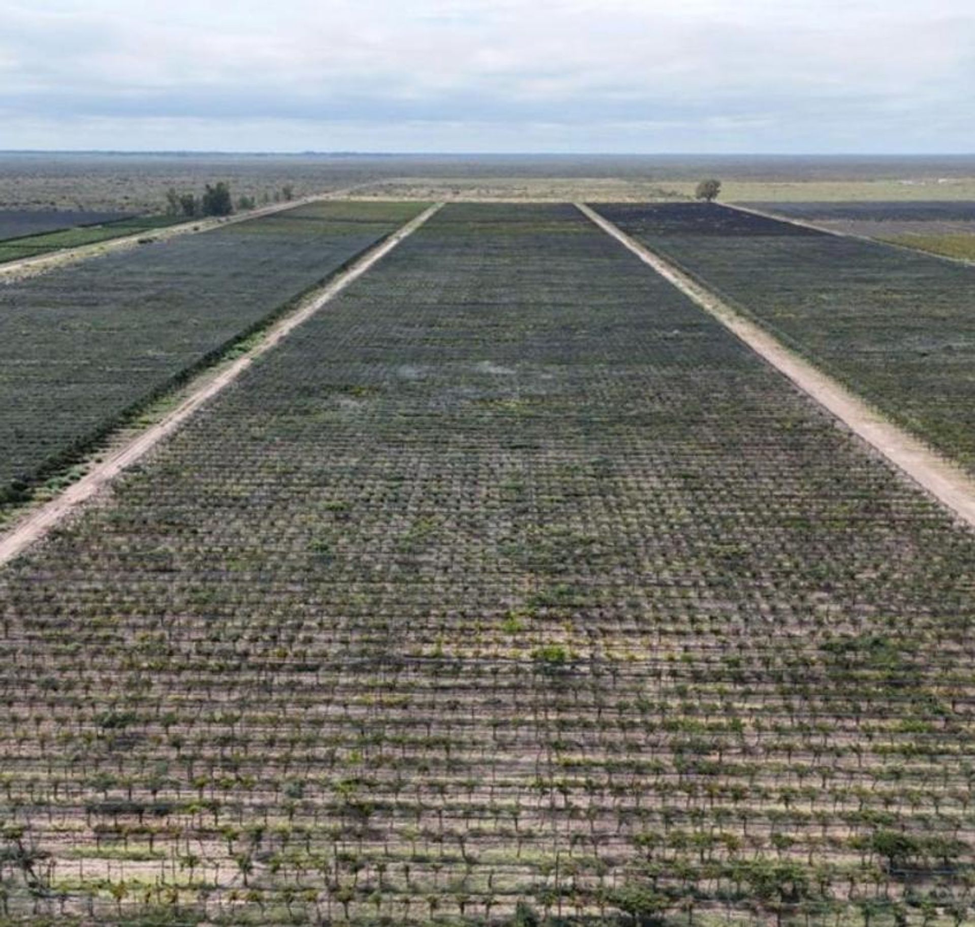 Campo en Venta en Santa Rosa, Mendoza