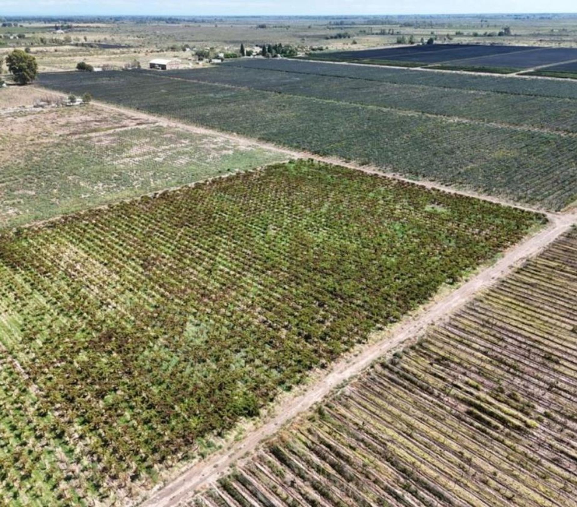 Campo en Venta en Santa Rosa, Mendoza