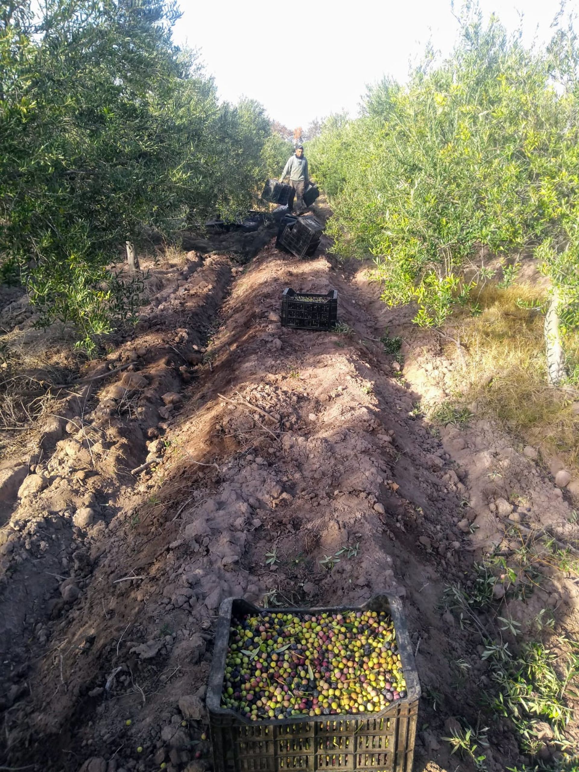Campo en Venta en Lavalle, Mendoza
