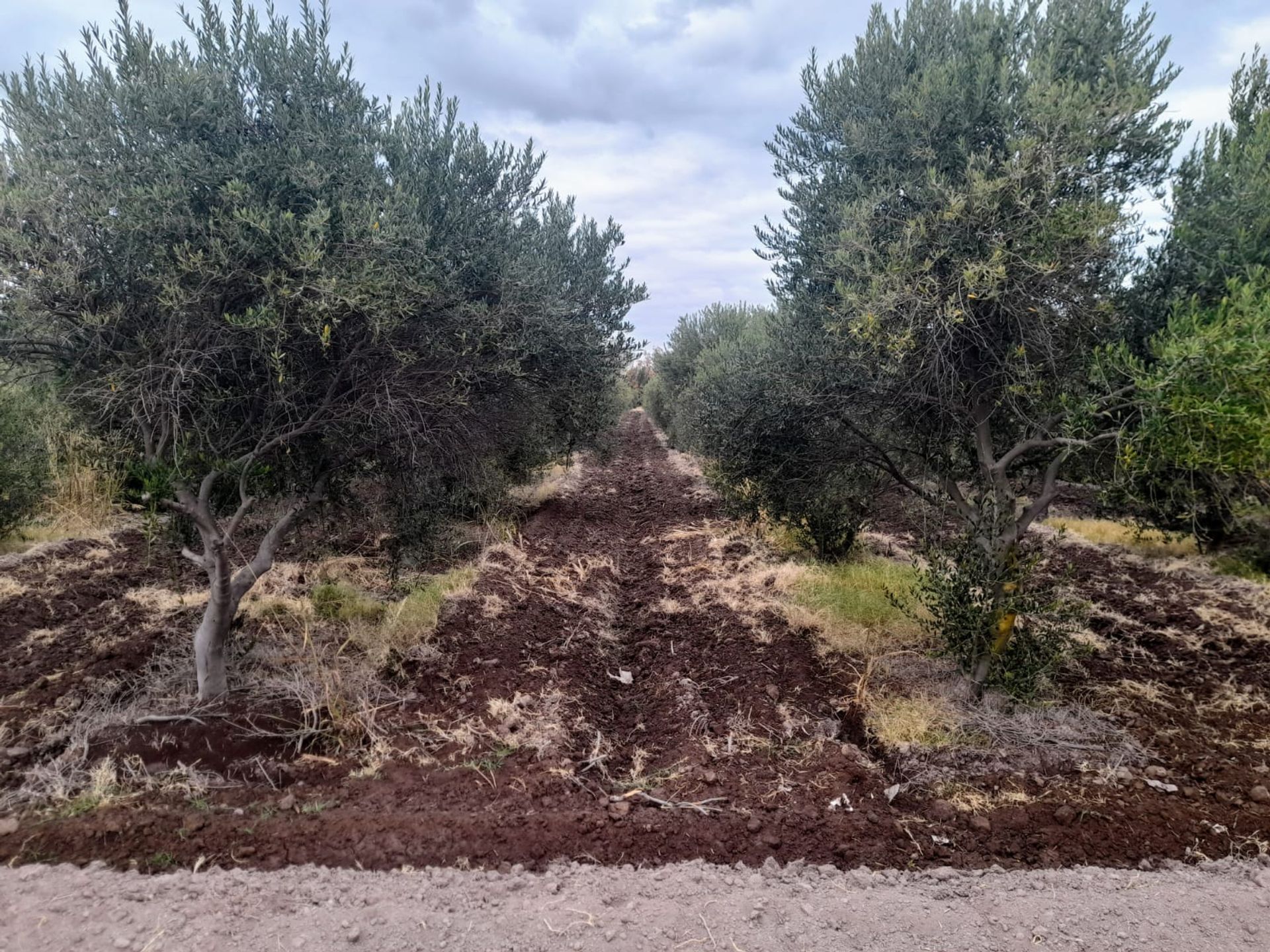 Campo en Venta en Lavalle, Mendoza