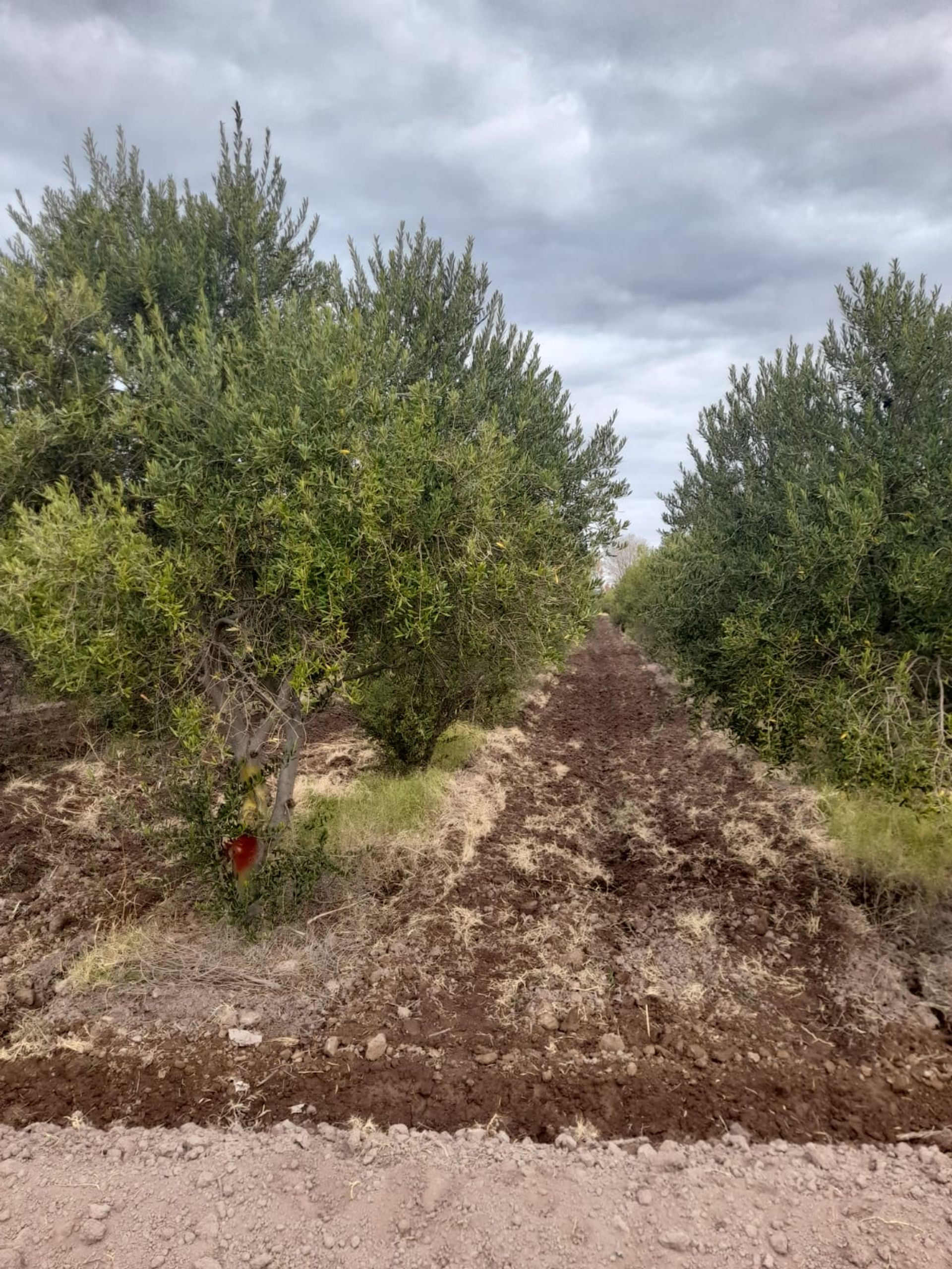 Campo en Venta en Lavalle, Mendoza