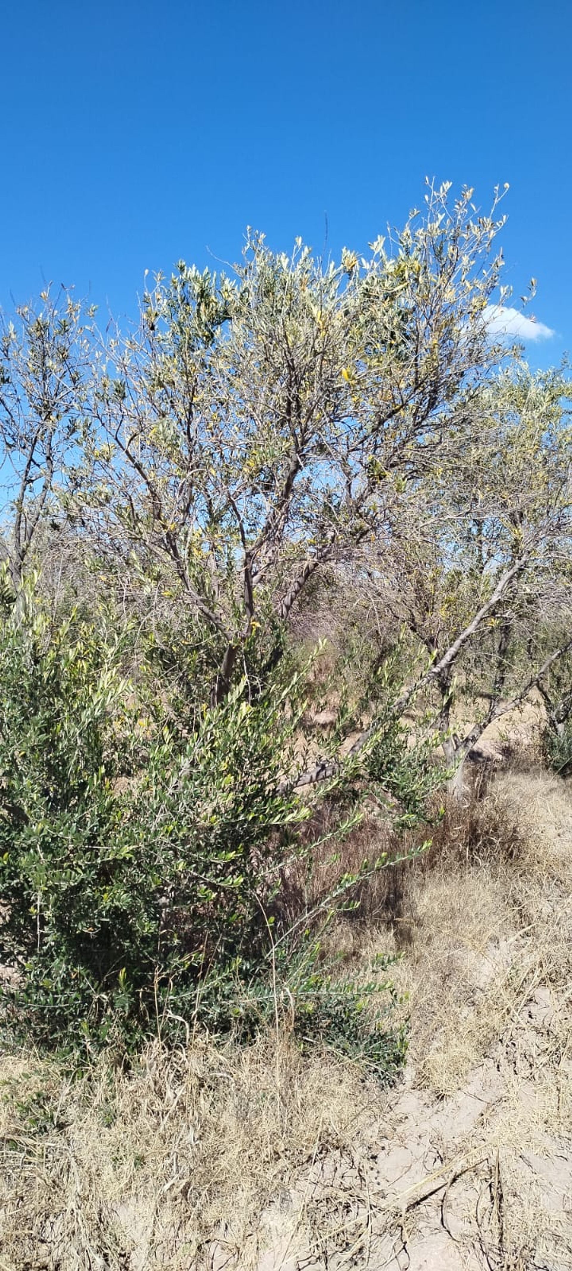 Campo en Venta en Lavalle, Mendoza
