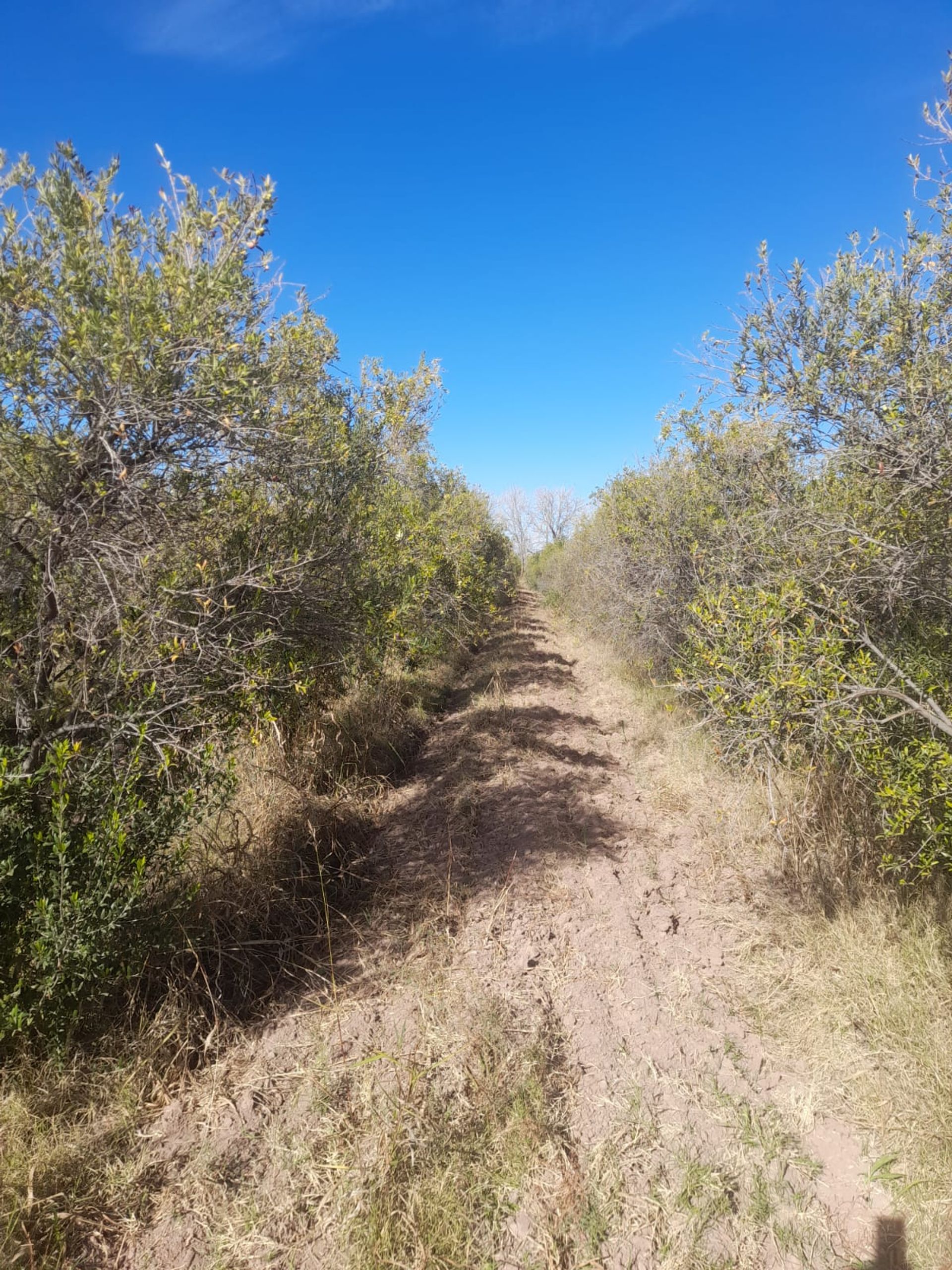 Campo en Venta en Lavalle, Mendoza