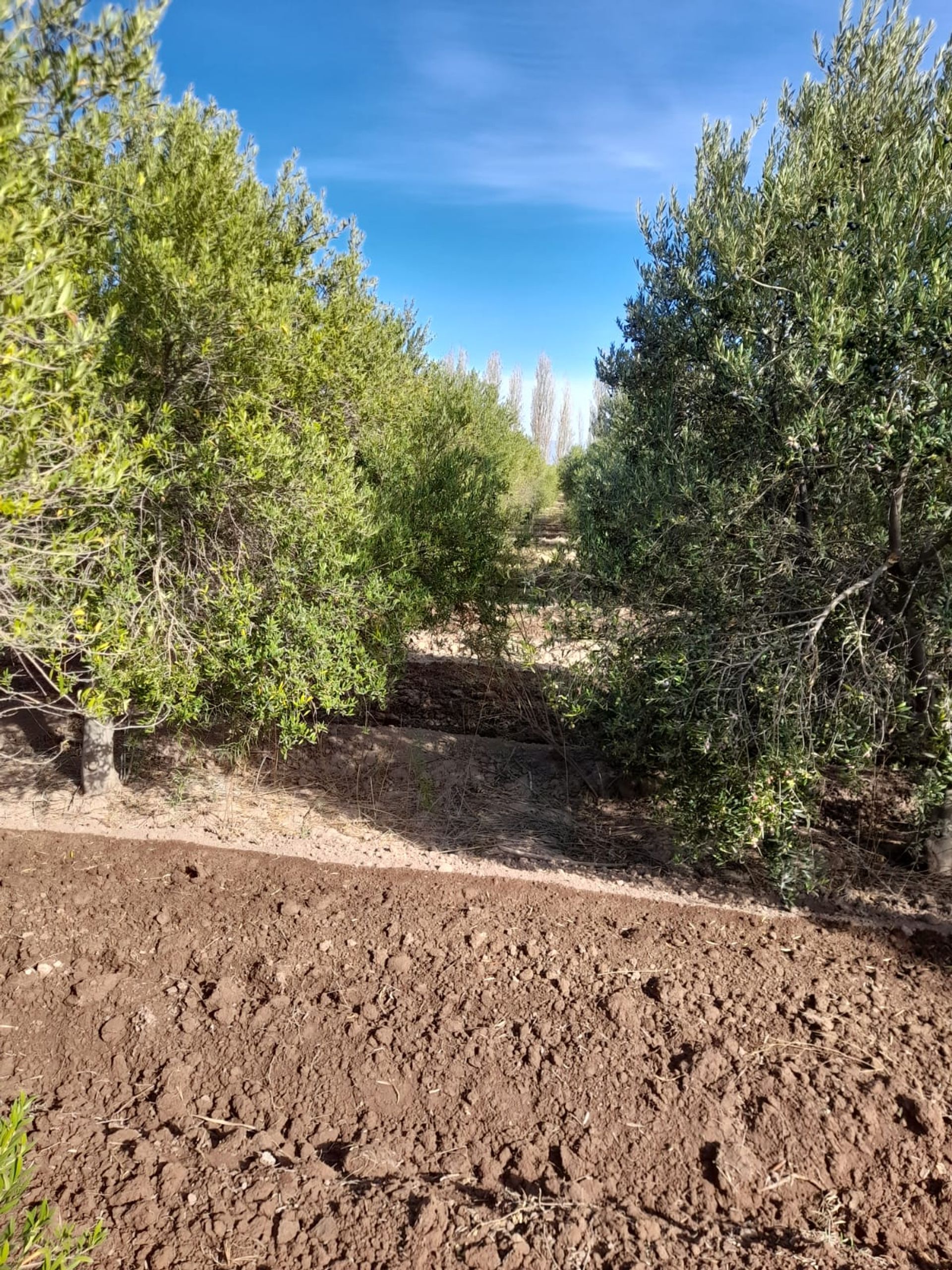 Campo en Venta en Lavalle, Mendoza