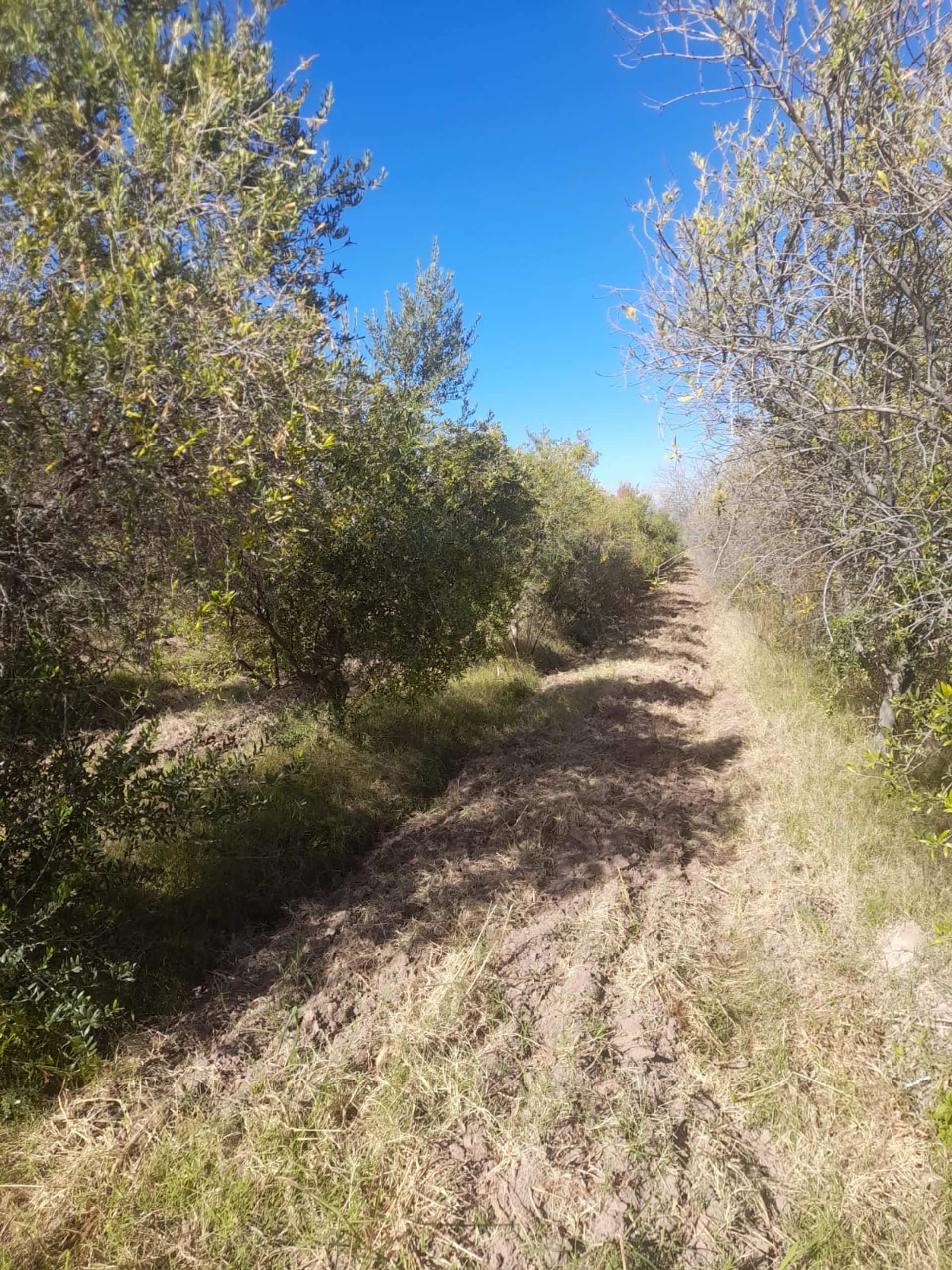 Campo en Venta en Lavalle, Mendoza