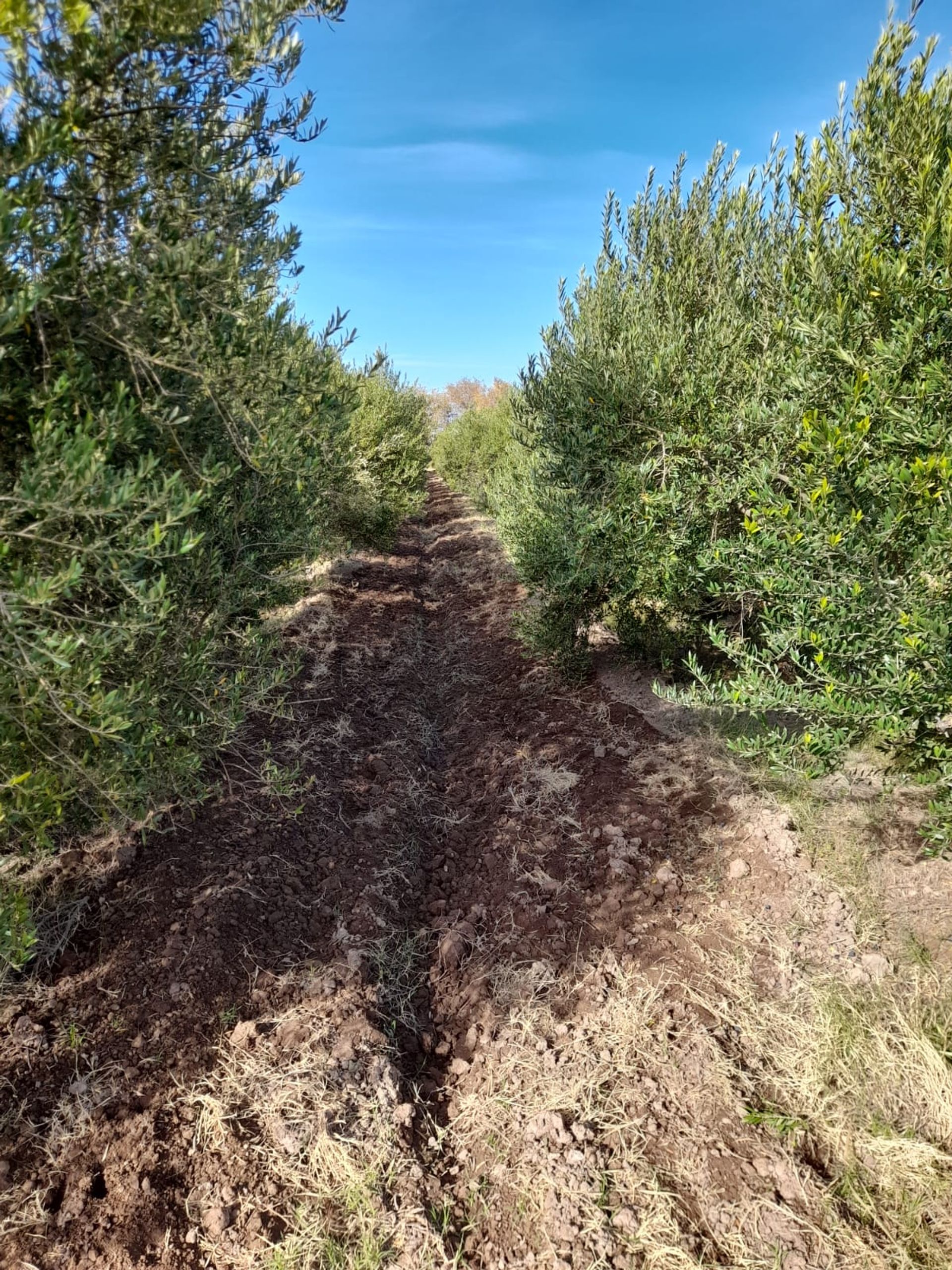 Campo en Venta en Lavalle, Mendoza