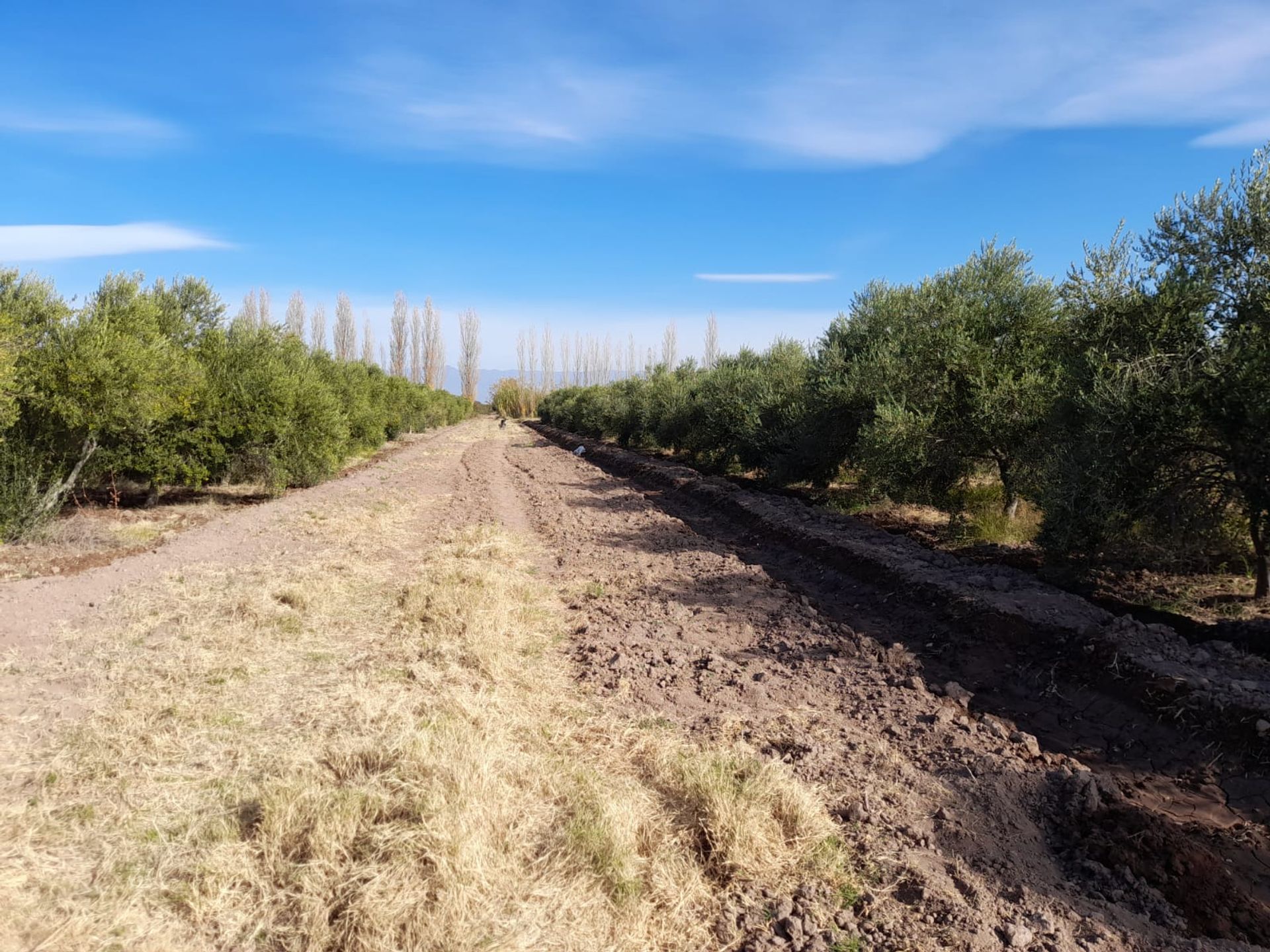 Campo en Venta en Lavalle, Mendoza