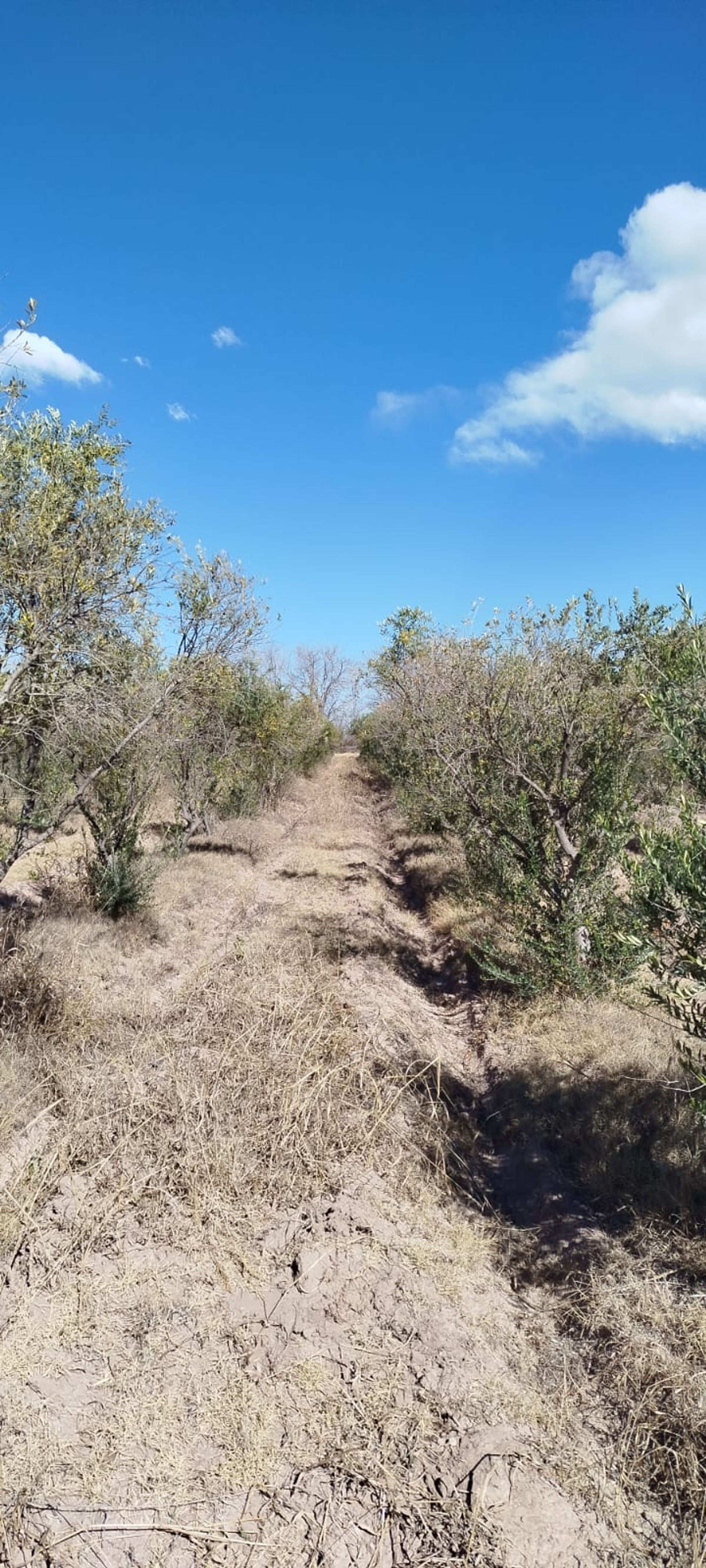 Campo en Venta en Lavalle, Mendoza