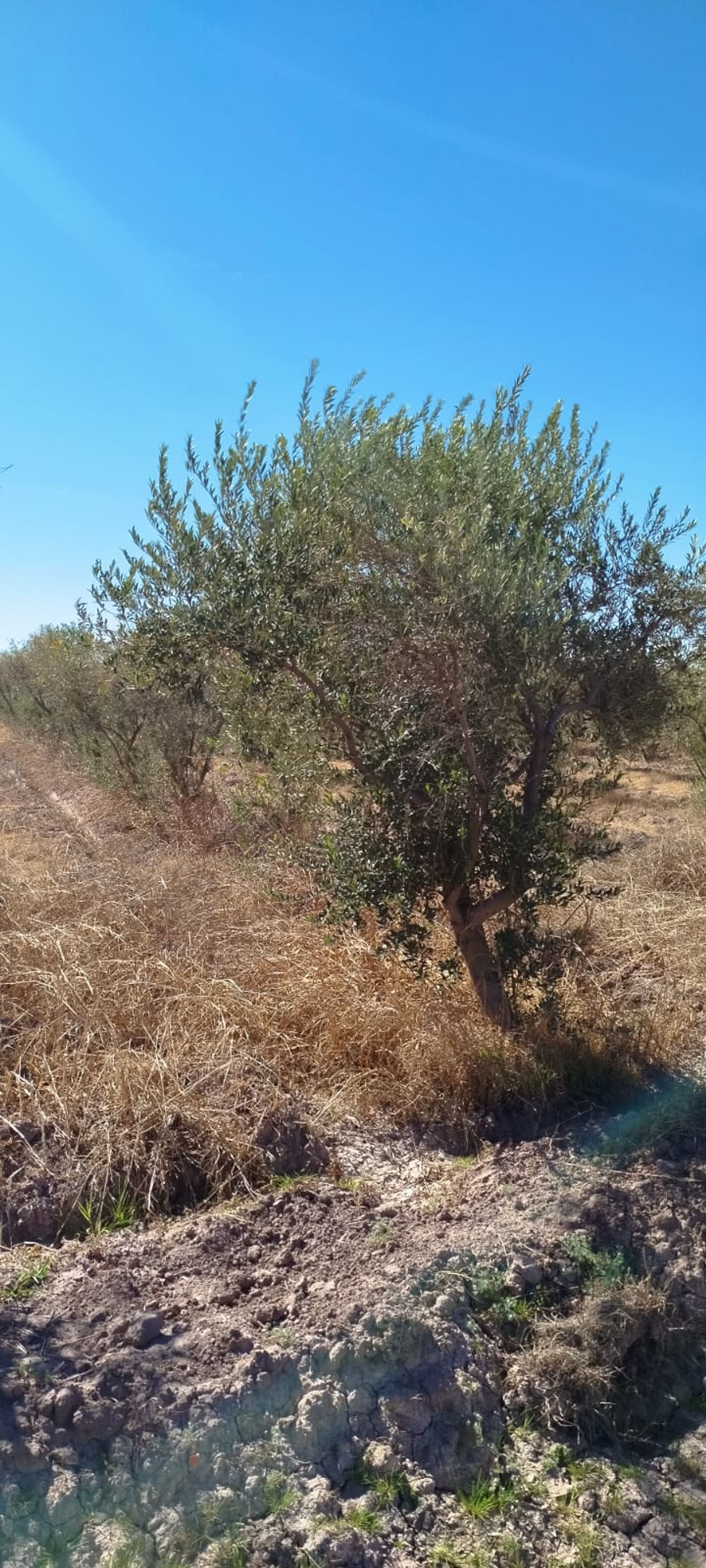 Campo en Venta en Lavalle, Mendoza