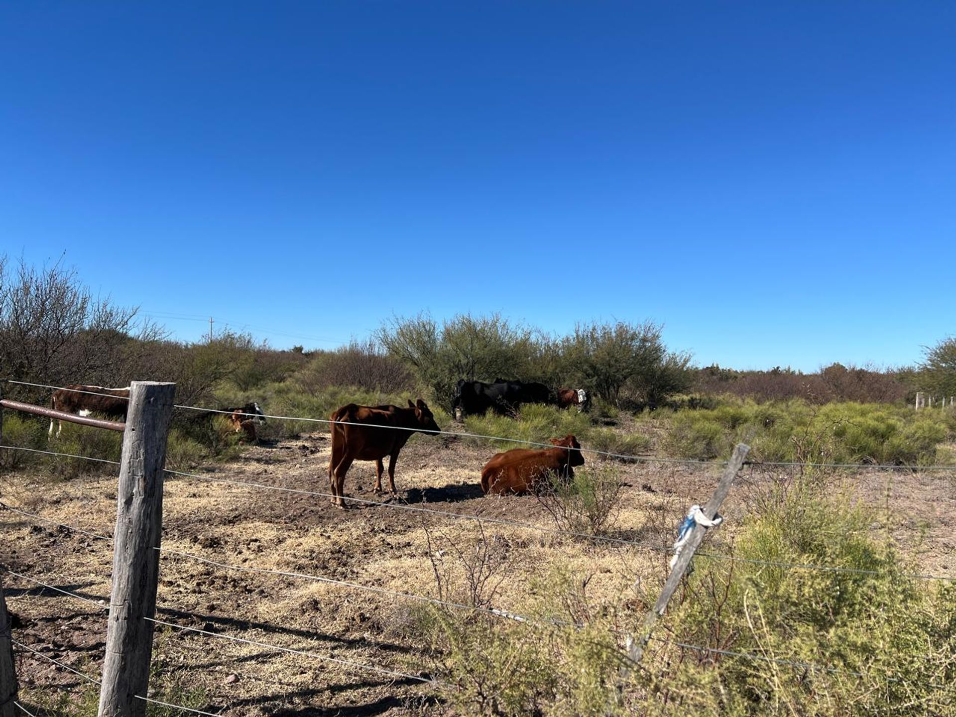 Campo en Venta en La Paz, Mendoza