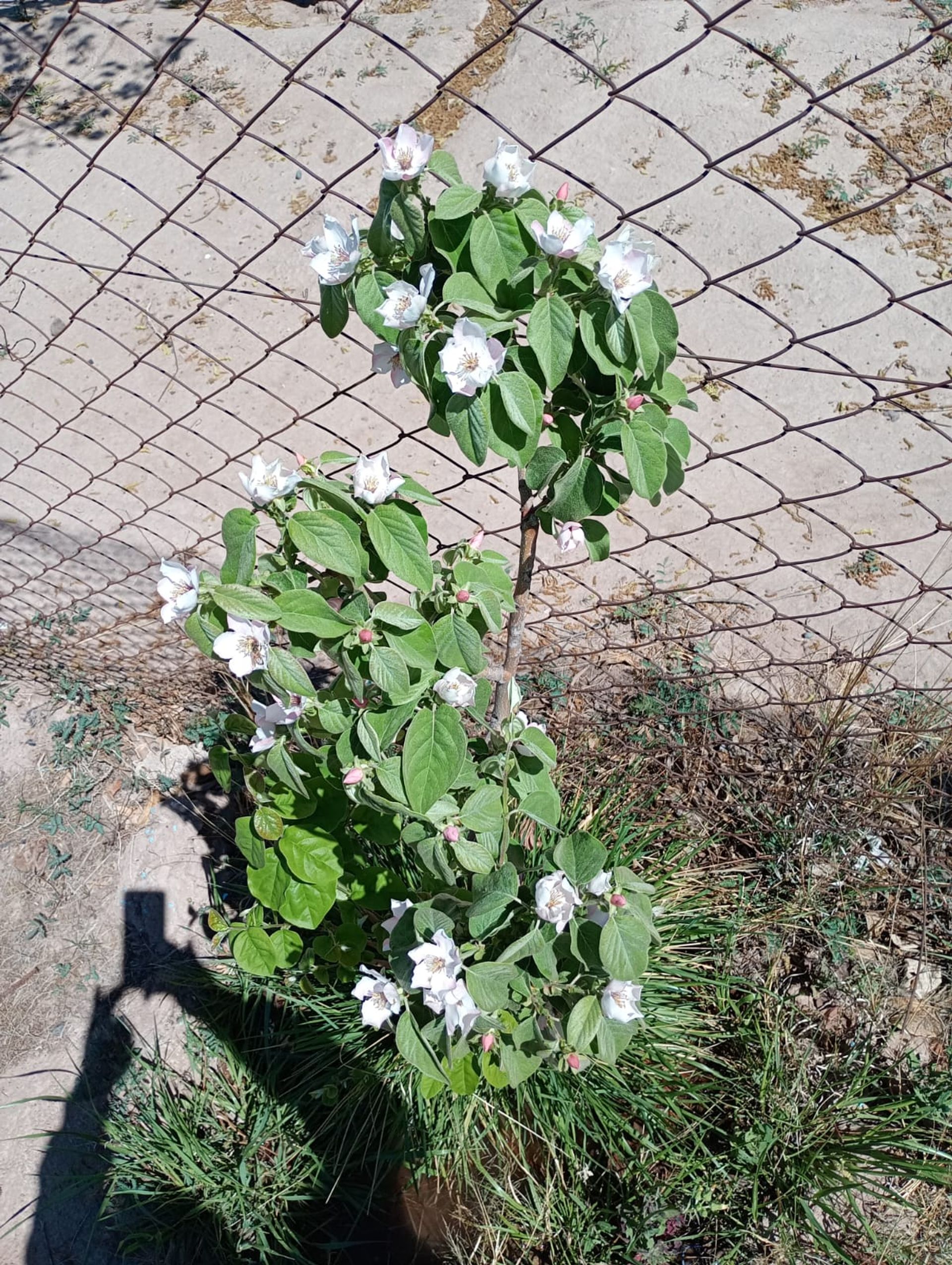 Lote en Venta en Guaymallen, Mendoza