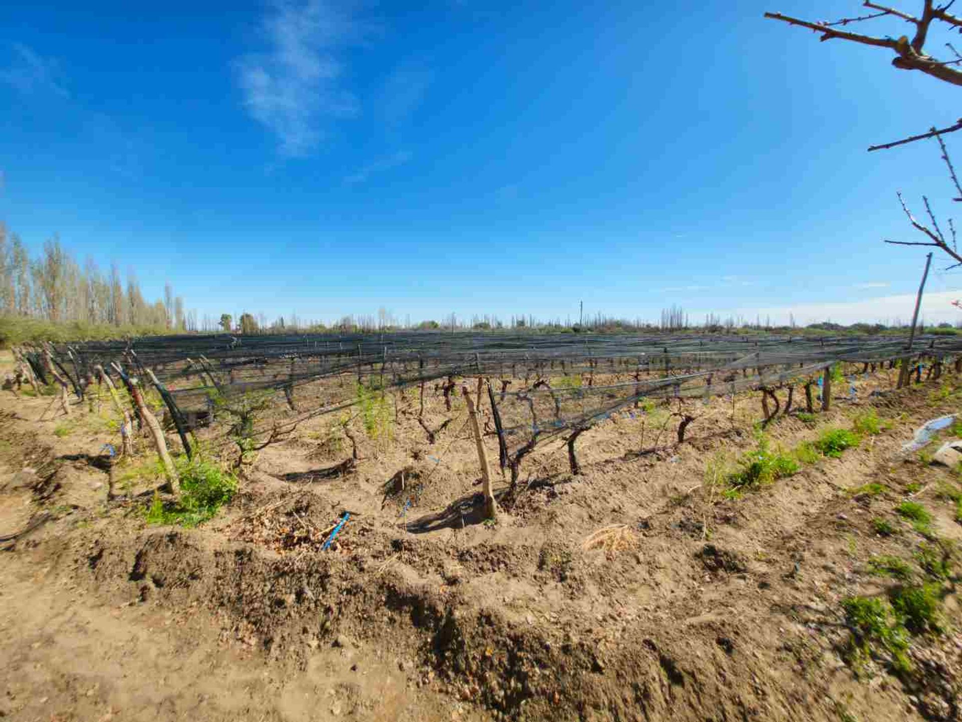 Campo en Venta en San Rafael, Mendoza