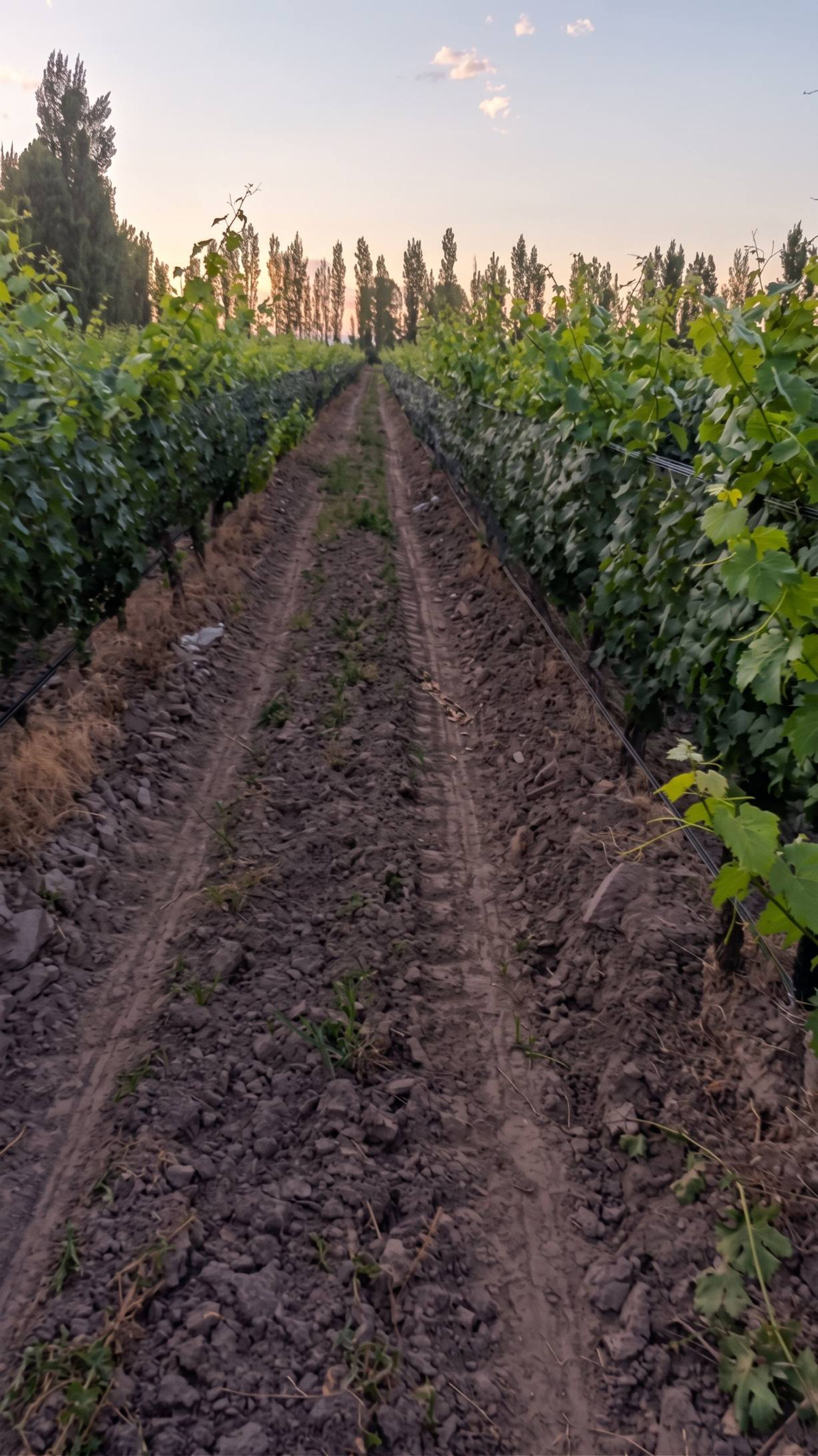 Campo en Venta en San Rafael, Mendoza