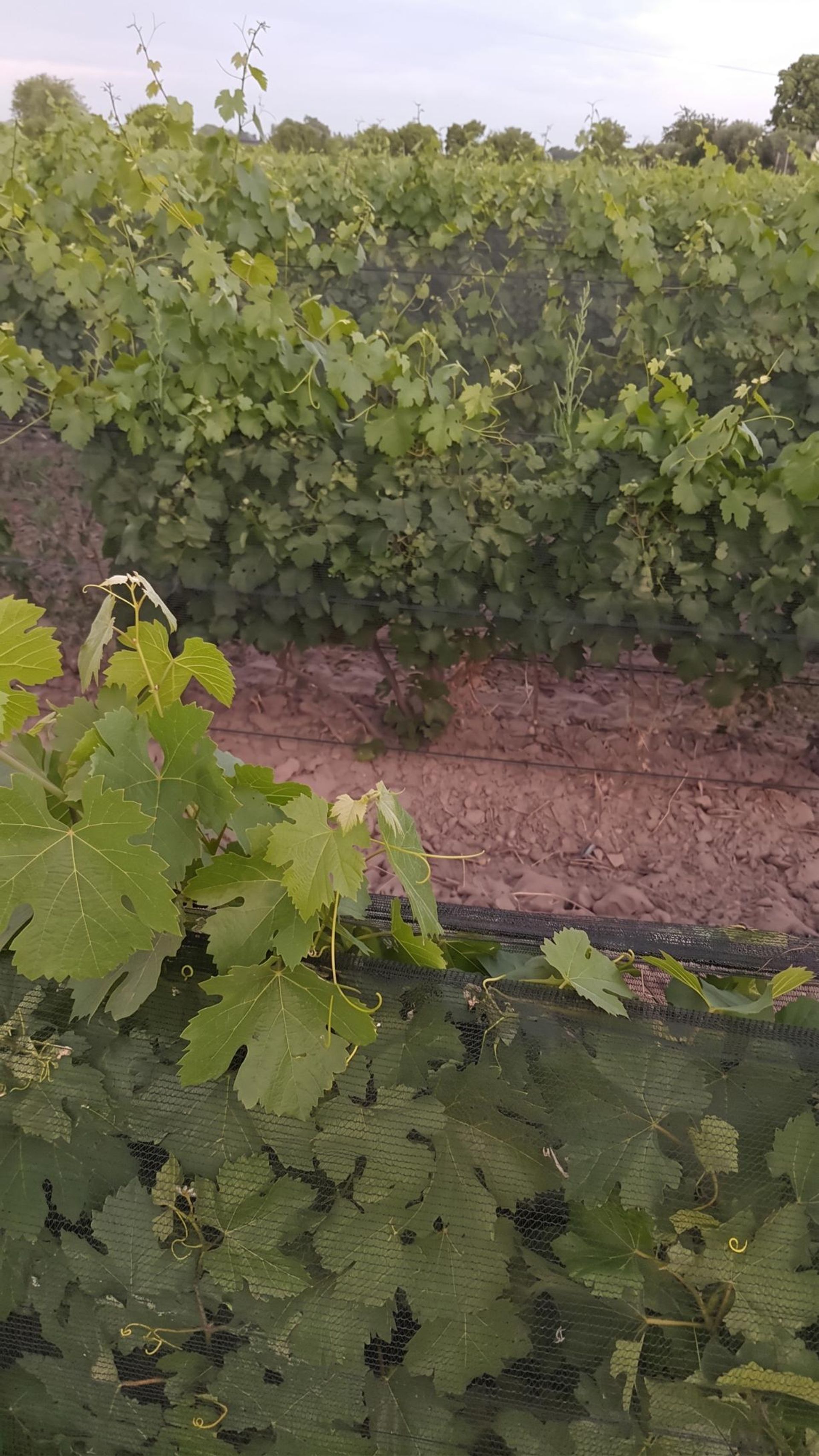 Campo en Venta en San Rafael, Mendoza