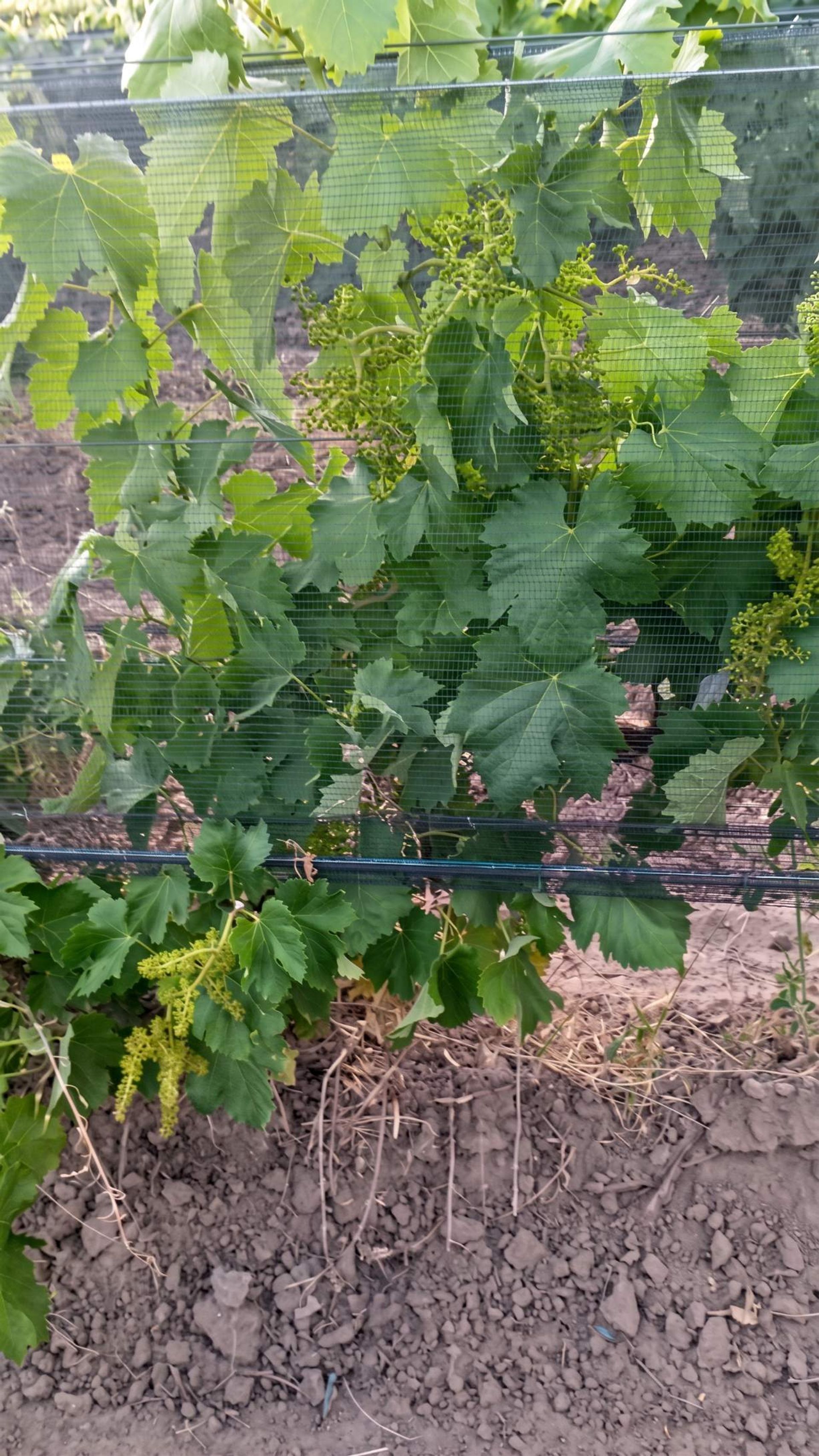 Campo en Venta en San Rafael, Mendoza