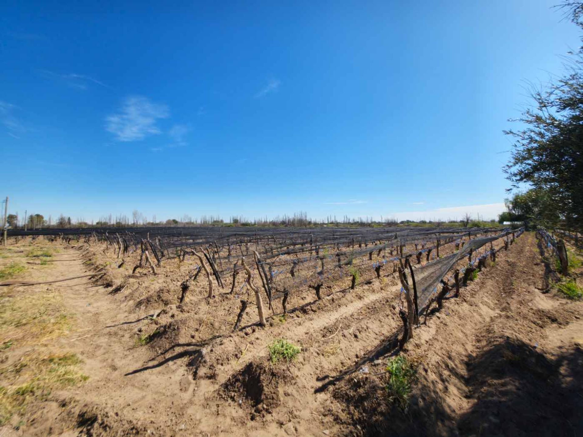 Campo en Venta en San Rafael, Mendoza