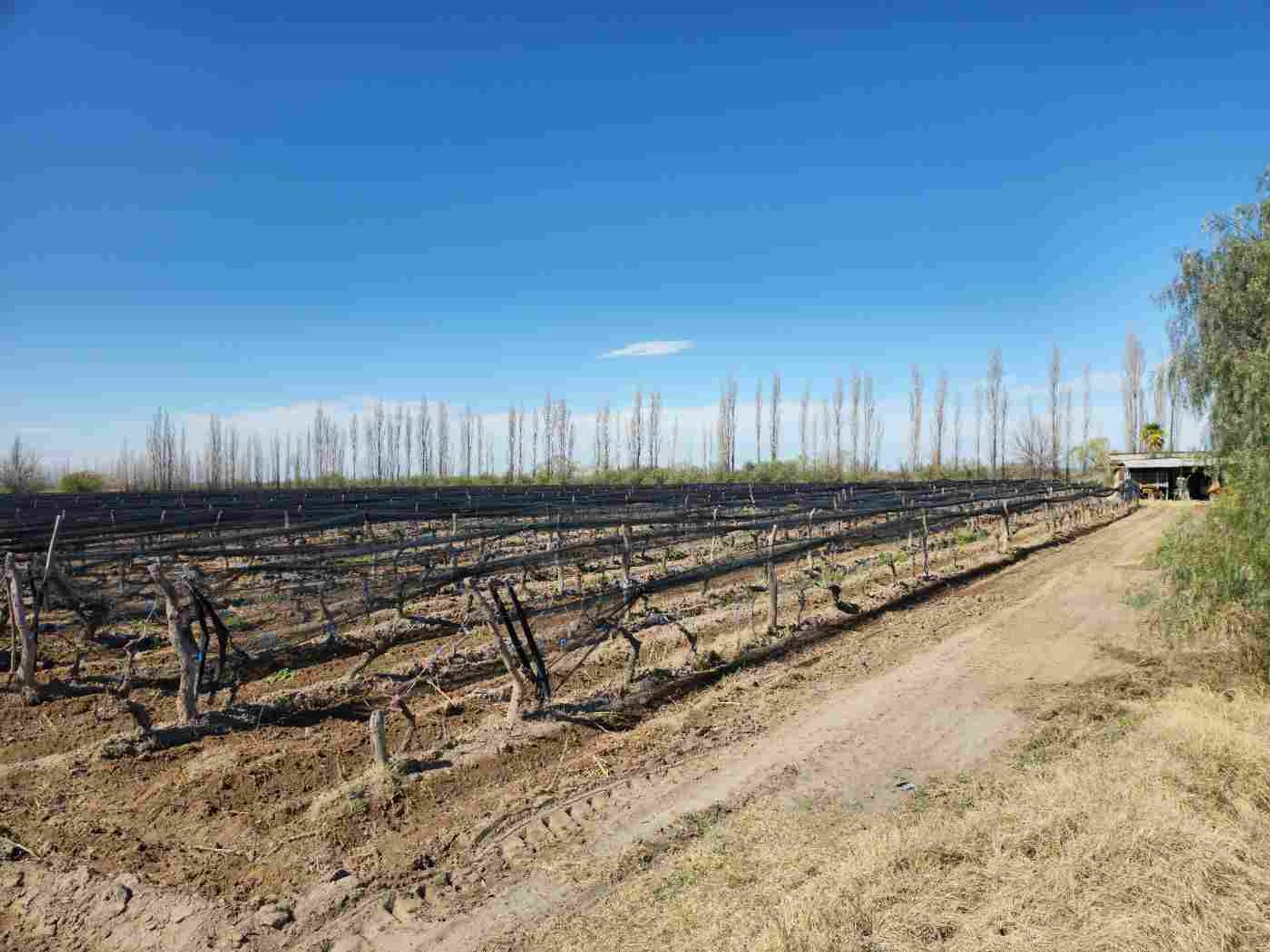 Campo en Venta en San Rafael, Mendoza
